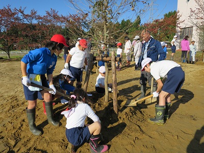 田井小学校森づくり