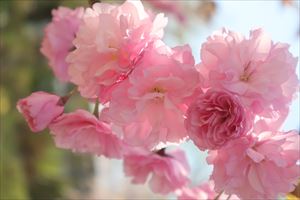 八重桜
