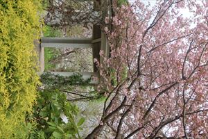 八重桜