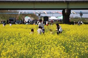 鮮やかな菜の花