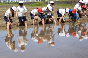 水面にうつる姿もきれい