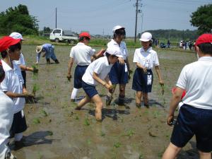 田植え４