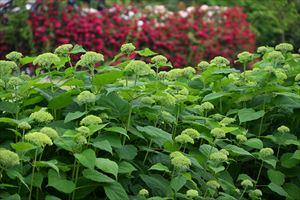 グリーン色に花があがってきました。お花が咲いて、次は、白へと色が変化していきます♪