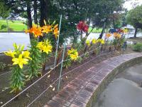 花2