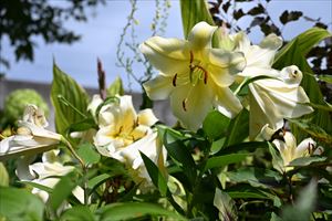 夏エリアの様子