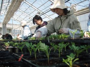 ナーセリー班の活動の様子