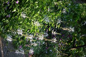 ボーダーガーデン