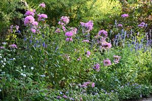 ボーダーガーデン