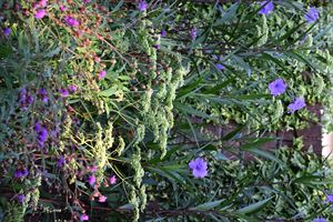 ボーダーガーデン