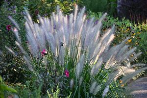 ボーダーガーデン