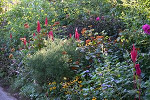 ボーダーガーデン