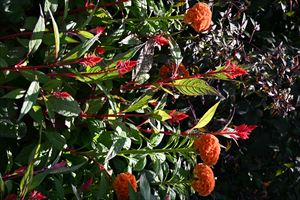 ボーダーガーデン