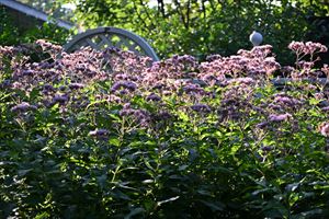 ボーダーガーデン