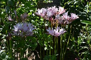 ボーダーガーデン