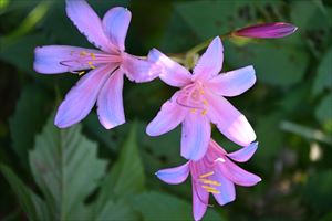 ボーダーガーデン