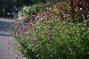 ウェディングガーデン