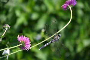 ウェディングガーデン