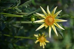 ウェディングガーデン