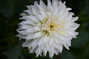 ウェディングガーデン