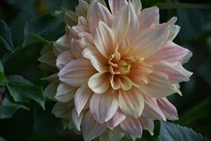 ウェディングガーデン