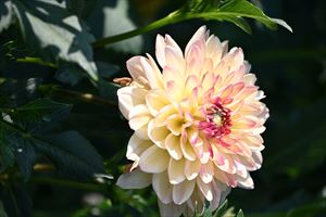 ウェディングガーデン