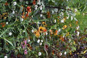 ガーデンテント周り