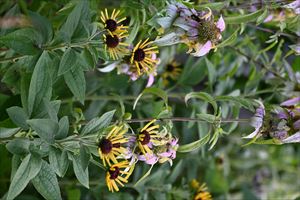 ガーデンテント周り