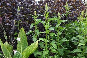 ガーデンテント周り