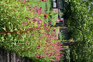 メドウガーデン