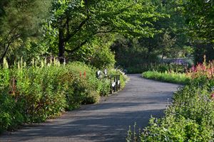 メドウガーデン