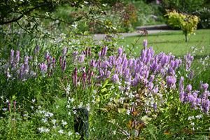 メドウガーデン