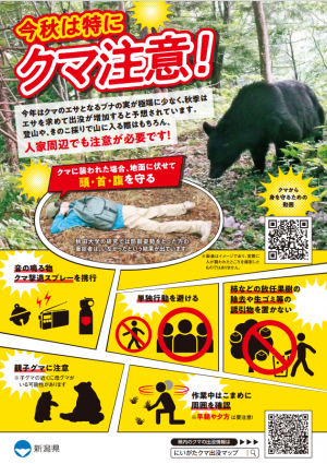 クマチラシ