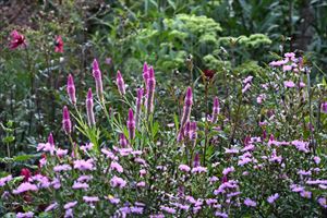 ボーダーガーデンの様子