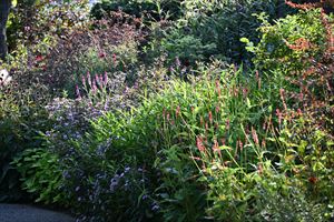 ボーダーガーデンの様子