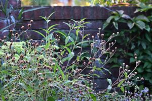 ボーダーガーデンの様子