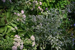 ボーダーガーデンの様子