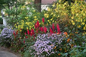 ボーダーガーデンの様子