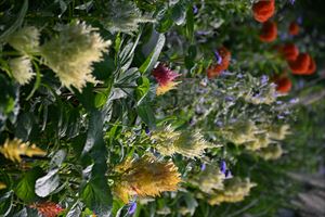 ボーダーガーデンの様子