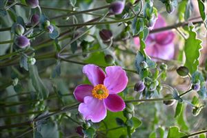 ボーダーガーデンの様子