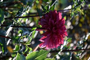 ウェディングガーデンの様子