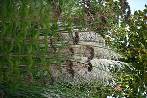 ガーデンテント周りの様子