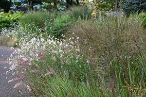 ロックガーデンの様子