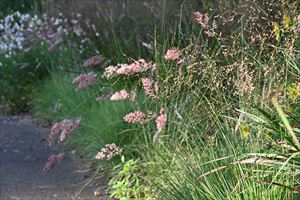 ロックガーデンの様子