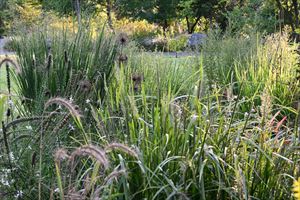 ロックガーデンの様子