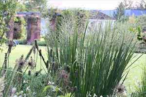 ロックガーデンの様子