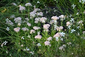 ロックガーデンの様子
