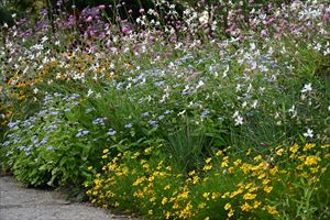 ロックガーデンの様子