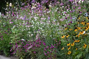 ロックガーデンの様子