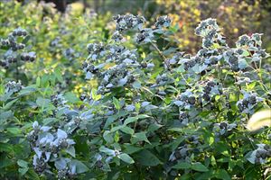 ロックガーデンの様子