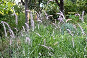 ロックガーデンの様子